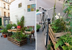 【桌面壁紙】flowers  and  plants