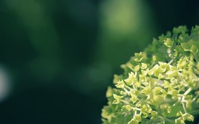 【桌面壁紙】綠色花朵