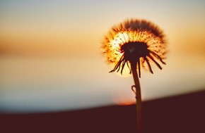 【桌面壁紙】夕陽中的蒲公英