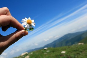 【桌面壁紙】清新藍(lán)天菊花