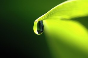 【桌面壁紙】葉子上的水滴