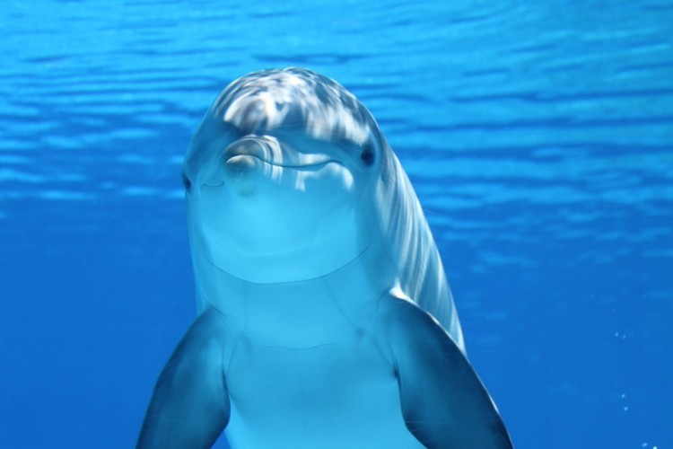 【海豚跳跃图片素材】【桌面壁纸】海豚免费下载