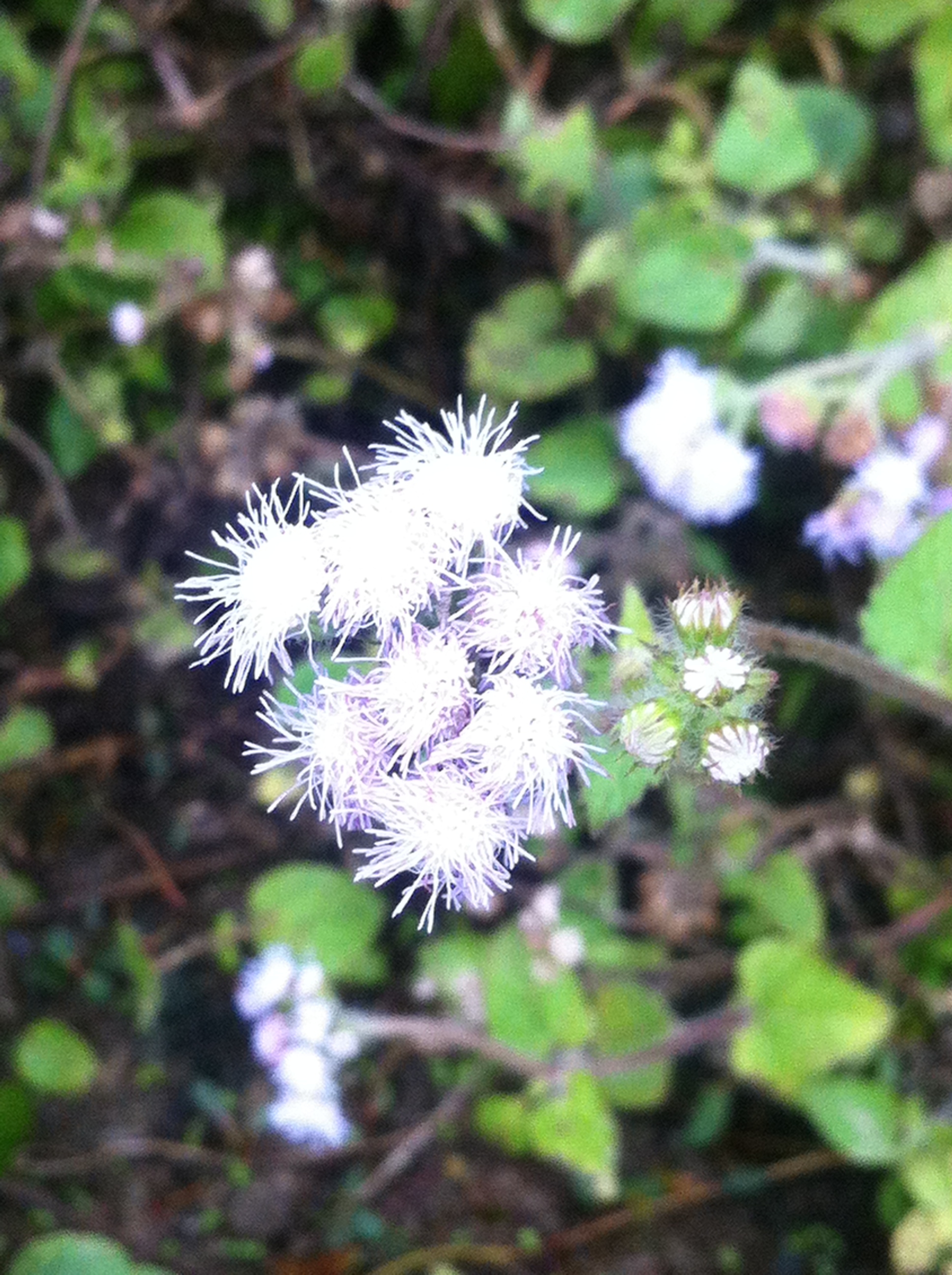 美丽绒球花背景壁纸