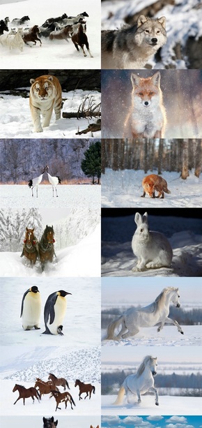 雪地動物背景圖片