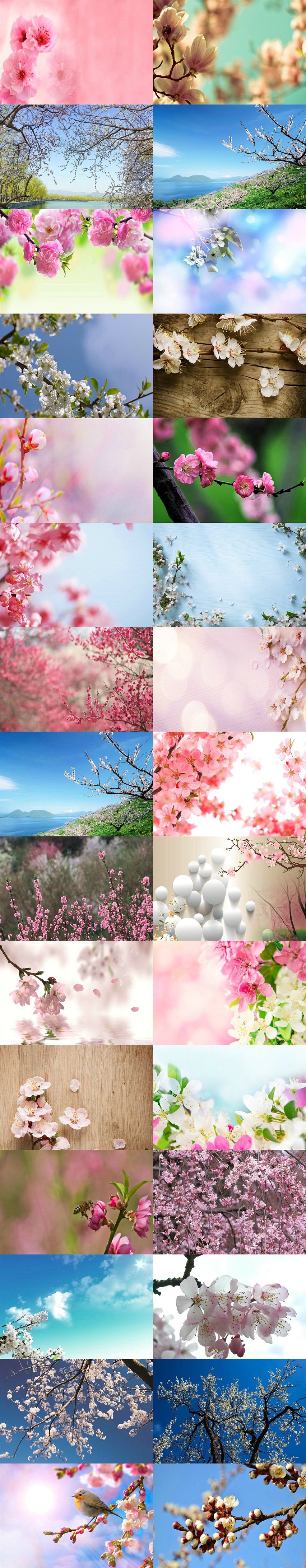 桃花素材背景圖片