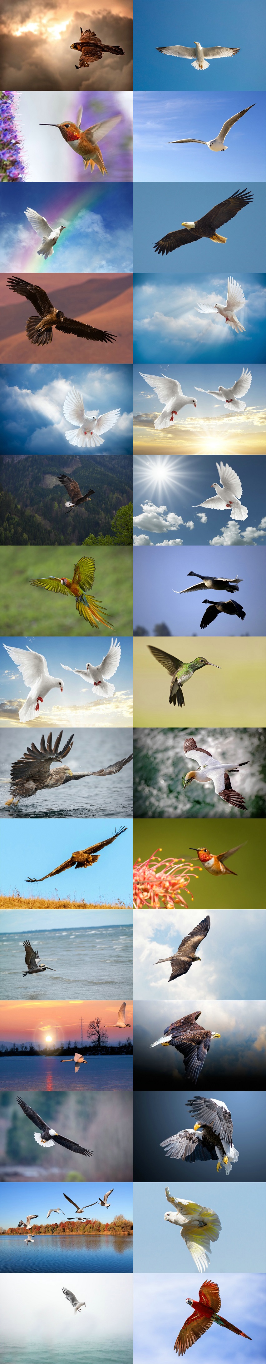 飛翔的鳥類桌面壁紙