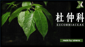 杜仲科