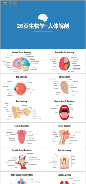 26頁生物學(xué)人體解剖醫(yī)療圖表數(shù)據(jù)圖表商業(yè)圖表分析藍(lán)色圖表資源營銷數(shù)據(jù)統(tǒng)計(jì)動(dòng)態(tài)圖表